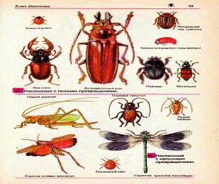 Значение насекомых в природе и жизни человека 1