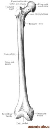 Анатомия бедренной кости 1