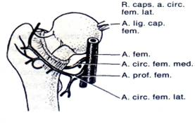 Анатомия бедренной кости 2